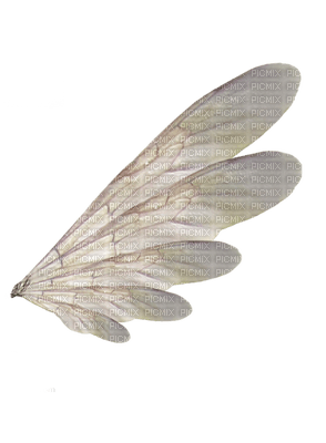 wings katrin - безплатен png