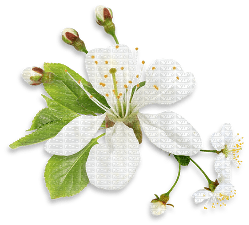 Spring Blossom - PNG gratuit