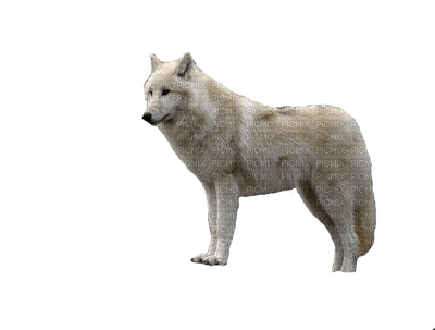 WOLF - 免费PNG