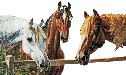 horses - Ilmainen animoitu GIF