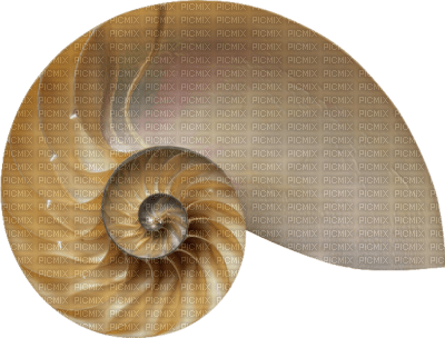 Tube Coquillage - kostenlos png