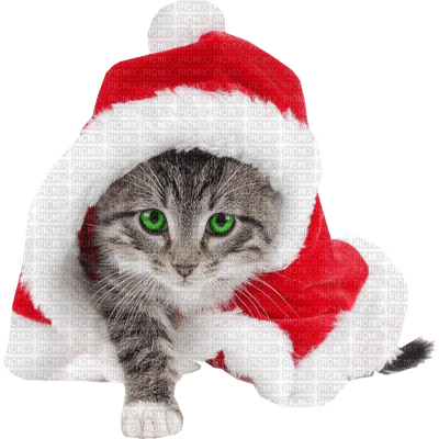 Kaz_Creations Animals Christmas Cat Kitten - nemokama png