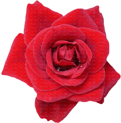 rosas-l - Free PNG