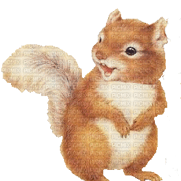 Squirrel.Écureuil.Ardilla.chipmunk.Victoriabea - GIF animado grátis