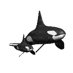 orcas - Gratis geanimeerde GIF