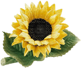 Sonnenblume - zdarma png