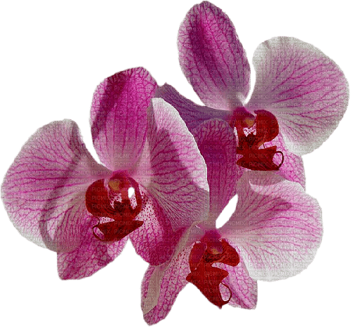 dolceluna purple flowers - png grátis