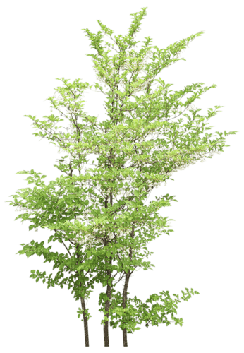 arbre - δωρεάν png