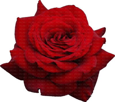 Roses dm19 - фрее пнг