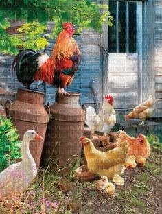 The hen house - PNG gratuit