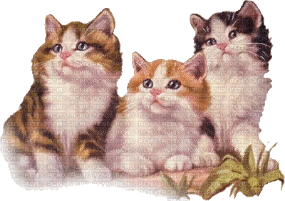 cats - Besplatni animirani GIF