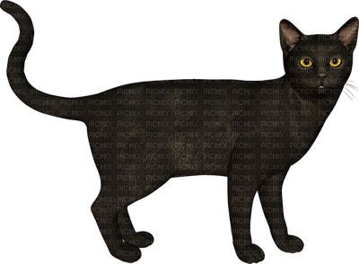 Black cat 💖 - png grátis