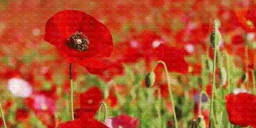 poppy flowers bp - Δωρεάν κινούμενο GIF