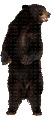 bear (created with gimp) - Darmowy animowany GIF