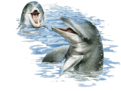 дельфин - Бесплатный анимированный гифка
