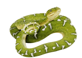 Kaz_Creations Snake - PNG gratuit