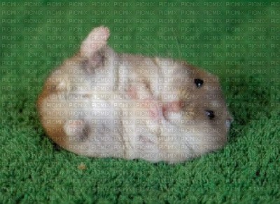 hamster mignon - бесплатно png