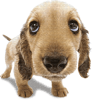 perro luis - Nemokamas animacinis gif