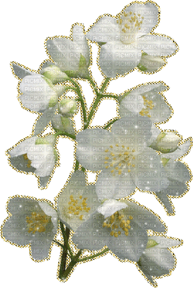 blossom white flowers spring gif - Gratis animeret GIF