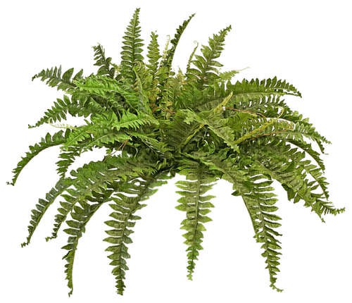 tropical bush by nataliplus - png ฟรี