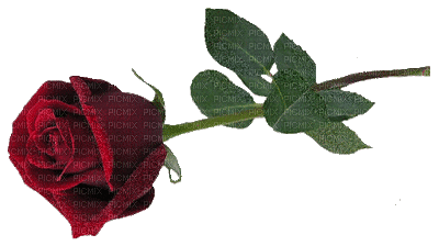 Rose rouge.Cheyenne63 - GIF animé gratuit