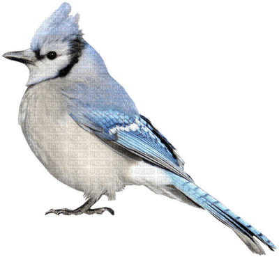 oiseaux - besplatni png