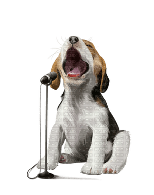 dog chien hund animal tube fun music singer hunde dogs chiens animals - PNG gratuit