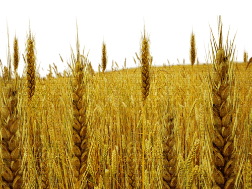 Wheat Field-RM - png gratuito