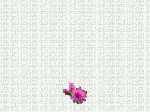 flowers - GIF เคลื่อนไหวฟรี