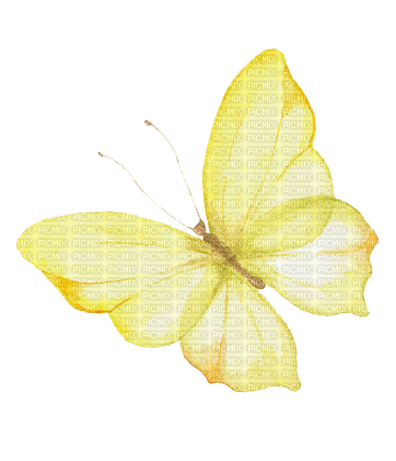 ✶ Butterfly {by Merishy} ✶ - nemokama png