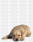 cão - Gratis geanimeerde GIF