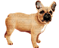 chien-dogzer - Bezmaksas animēts GIF