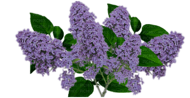 flowers katrin - ücretsiz png