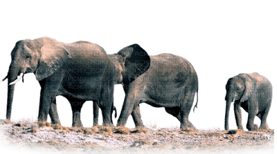 Kaz_Creations Elephants Elephant - png ฟรี
