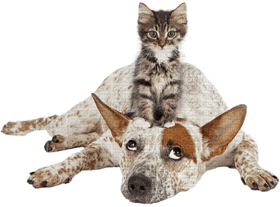 dog with cat bp - kostenlos png