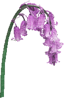 flower (created with gimp) - Gratis animeret GIF