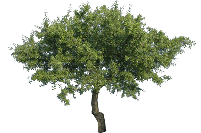 tree, sunshine3 - gratis png