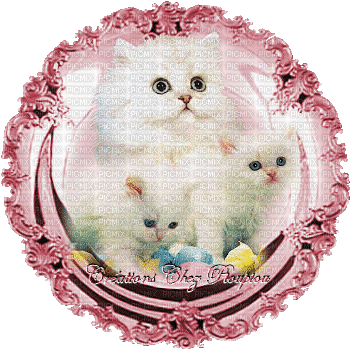 chatons blancs - Animovaný GIF zadarmo