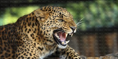 Kaz_Creations Deco Cats  Leopard Backgrounds Background - бесплатно png