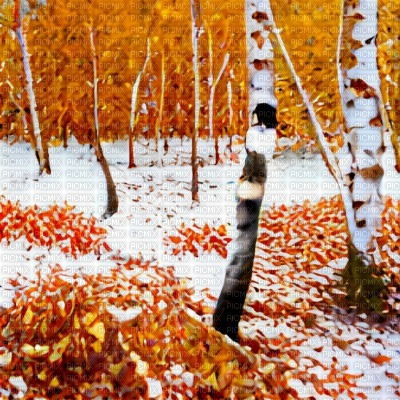 Autumn Birch Forest Snow - png ฟรี