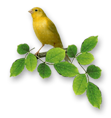 fågel-bird - kostenlos png