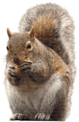 Kaz_Creations Squirrel - δωρεάν png