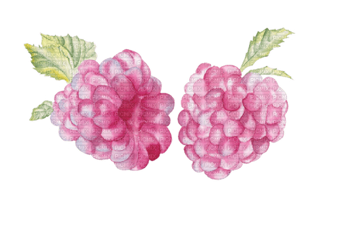 raspberry watercolor Bb2 - darmowe png