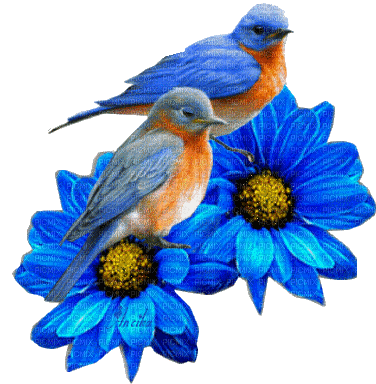 Flowers blue bp - Nemokamas animacinis gif