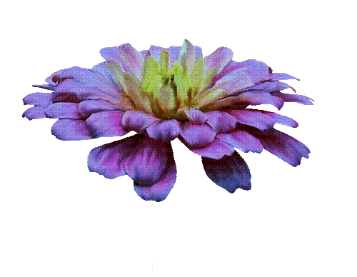 Fleur.Violet.Flower.purple.Victoriabea - Animovaný GIF zadarmo