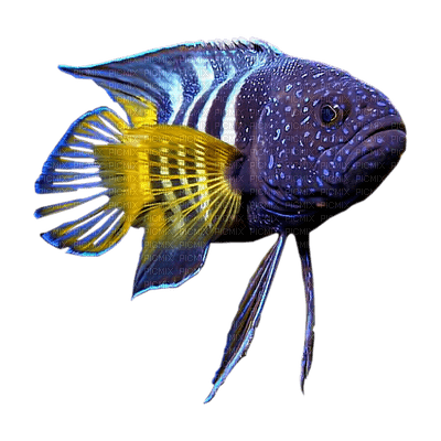 fish - 免费PNG