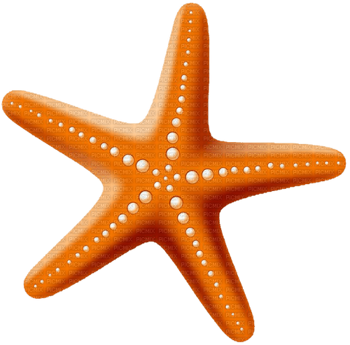 starfish Bb2 - darmowe png