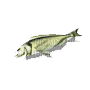 fish anastasia - Ingyenes animált GIF