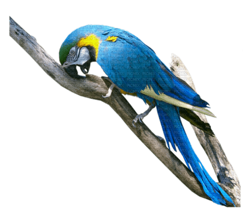 parrot bird - gratis png