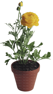 Pot.Flower.Victoriabea - ingyenes png